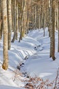 Rivulet meandering through a forest, covered with a snow blanket. Winter hiking scenery in Bucegi mountains Carpathians, Romania
