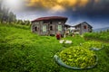 Tea Plantation Landscape, Rize, Turkey Royalty Free Stock Photo