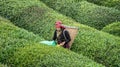 Unidentified tea picker young girl tea garden Rize Turkey East Blacksea Royalty Free Stock Photo