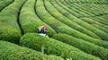 Unidentified tea picker young girl tea garden Rize Turkey East Blacksea Royalty Free Stock Photo