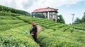 Unidentified tea picker young girl tea garden Rize Turkey East Blacksea Royalty Free Stock Photo