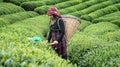 Unidentified tea picker young girl tea garden Rize Turkey East Blacksea Royalty Free Stock Photo