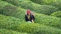 Unidentified tea picker young girl tea garden Rize Turkey East Blacksea Royalty Free Stock Photo