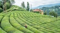 Unidentified tea picker young girl tea garden Rize Turkey East Blacksea Royalty Free Stock Photo