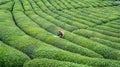 Unidentified tea picker young girl tea garden Rize Turkey East Blacksea Royalty Free Stock Photo