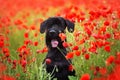 Giant schnauzer close up in poppy