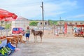 Rizokarpaso, Dipkarpaz, Turkish Northern Cyprus - Oct 3rd 2019: Caucasian woman standing on a street next to wild donkey Royalty Free Stock Photo