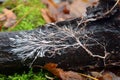 Mycelial cord, rizomorph Royalty Free Stock Photo