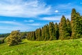 RJ Hamer arboretum trees and landscape Royalty Free Stock Photo