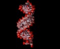 RNA