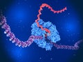 RNA Polymerase II transcribing DNA into RNA Royalty Free Stock Photo