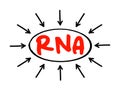 RNA Ribonucleic acid - polymeric molecule essential in various biological roles in regulation and expression of genes, acronym Royalty Free Stock Photo