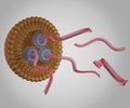 isolated lipid-based nanoparticle is releasing RNA or small interfering RNA or siRNA, mRNA or CRISPR