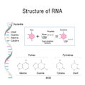 RNA structure. Adenine, Cytosine, uracil, Guanine, Ribose, Nucleotide, Pyrimidine, Purine, and Sugar phosphate backbone