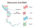 RNA structure concept. Ribonucleic acid structural formula of adenine