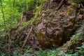 Green forest, mysticism, tree roots, background, carpathians, forest, nature, stones are not standard Royalty Free Stock Photo