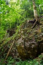 Green forest, mysticism, tree roots, background, carpathians, forest, nature, stones are not standard Royalty Free Stock Photo