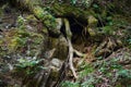 Green forest, mysticism, tree roots, background, carpathians, forest, nature, stones are not standard Royalty Free Stock Photo