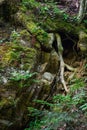 Green forest, mysticism, tree roots, background, carpathians, forest, nature, stones are not standard Royalty Free Stock Photo