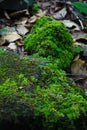 Green stones, stones in moss, background, nature, carpathians, ancient stones, forest stones, forest Royalty Free Stock Photo