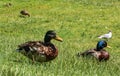 Two ducks sitting in the green grass in the park in the summer Royalty Free Stock Photo