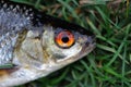 Roach Fish Close up