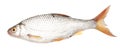 Roach fish isolated white background Royalty Free Stock Photo