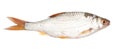 Roach fish isolated white background Royalty Free Stock Photo