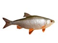 Roach fish isolated on white background Royalty Free Stock Photo