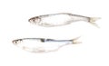 Roach fish isolated white background. Close-up Royalty Free Stock Photo