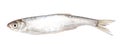 Roach fish isolated white background. Close-up Royalty Free Stock Photo