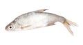 Roach fish isolated white background. Close-up Royalty Free Stock Photo