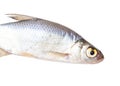 Roach fish isolated white background. Close-up Royalty Free Stock Photo