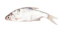 Roach fish isolated white background. Close-up Royalty Free Stock Photo