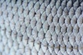 Roach Fish Scales Macro Royalty Free Stock Photo