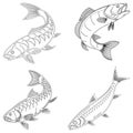 Roach fish set line art and isolated on white background illustrator eps Royalty Free Stock Photo