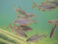 Roach fish swimming iin the clear water Royalty Free Stock Photo