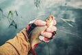 Roach in the hand of a fisherman. Fly fishing Royalty Free Stock Photo