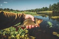 Roach in the hand of a fisherman. Fly fishing Royalty Free Stock Photo