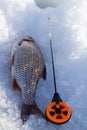 Roach and ice fishing