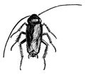 Roach, vintage illustration