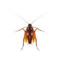 Roach On White Background Royalty Free Stock Photo