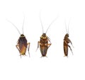 Roach On White Background Royalty Free Stock Photo
