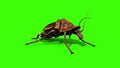 Roaches Beetle Insects close up Green Screen 3D Rendering Animation