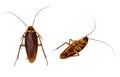 Roaches Isolated Royalty Free Stock Photo