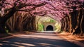 a road adorned with a captivating arch of cherry blossoms, Royalty Free Stock Photo