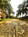 This is coconut tree road of AFCCL housing. Royalty Free Stock Photo