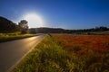 road against the setting sun next to a poppy field Royalty Free Stock Photo