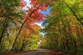 Road through Algonquin Provincial Park in fall Royalty Free Stock Photo