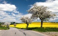 Road with alley of apple tree and rapeseed field Royalty Free Stock Photo